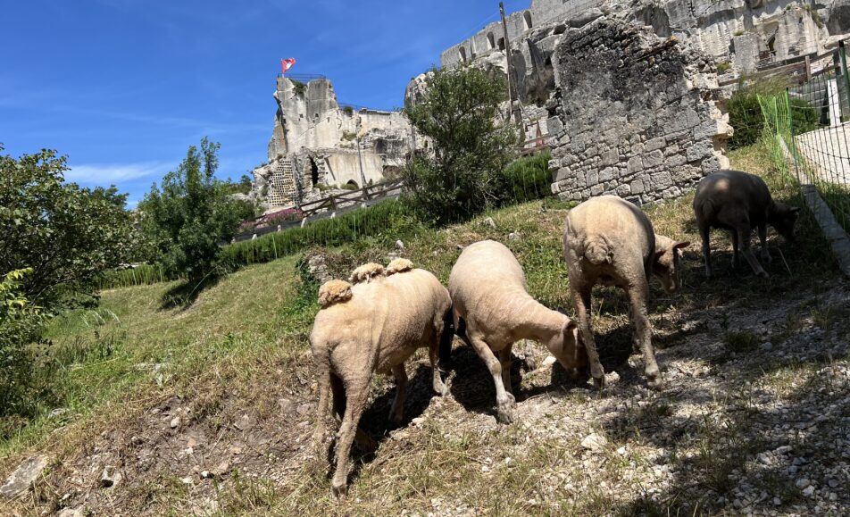 Pastoralisme d’aujourd’hui