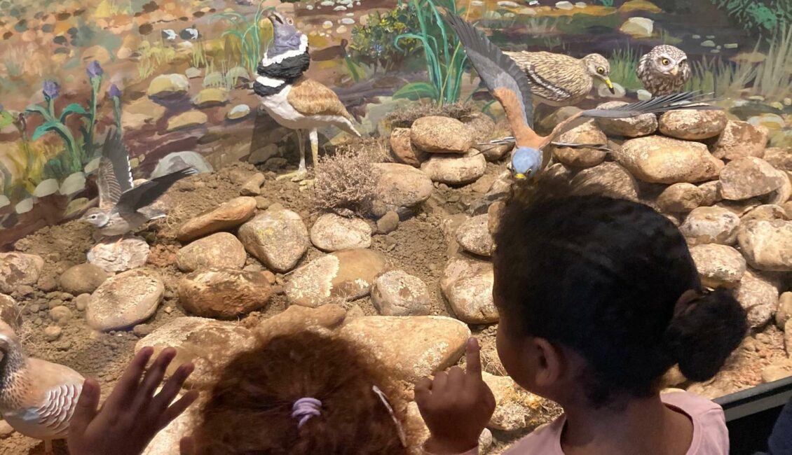 Visite guidée de l’Ecomusée de la Crau