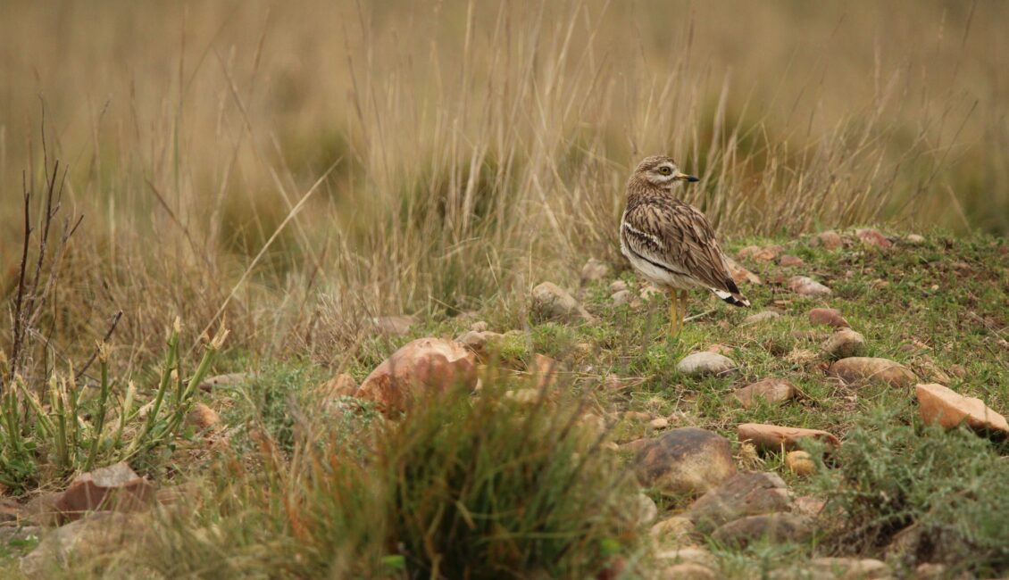 Visite de la Réserve des Coussouls de Crau