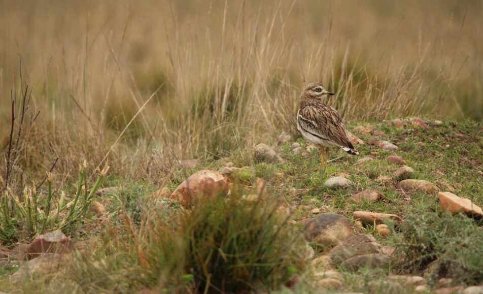Visite de la Réserve des Coussouls de Crau