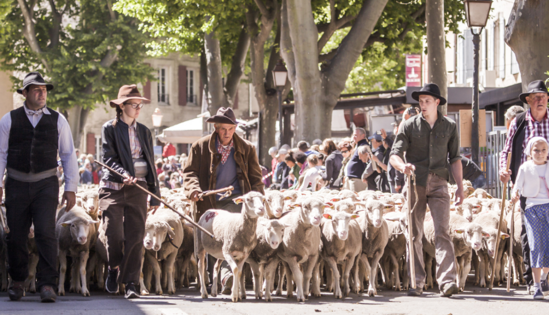 Projection du film La transhumance à Saint-Rémy-de-Provence
