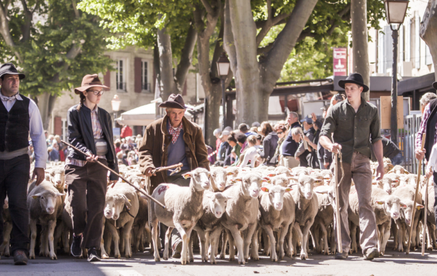 Projection du film La transhumance à Saint-Rémy-de-Provence