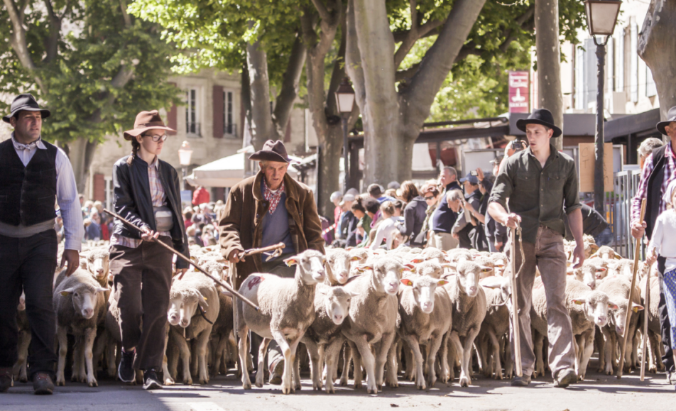 Projection du film La transhumance à Saint-Rémy-de-Provence