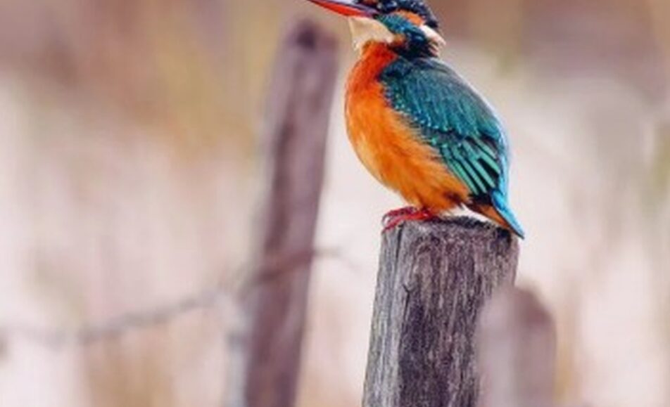 Sortie aux Marais de Beauchamp