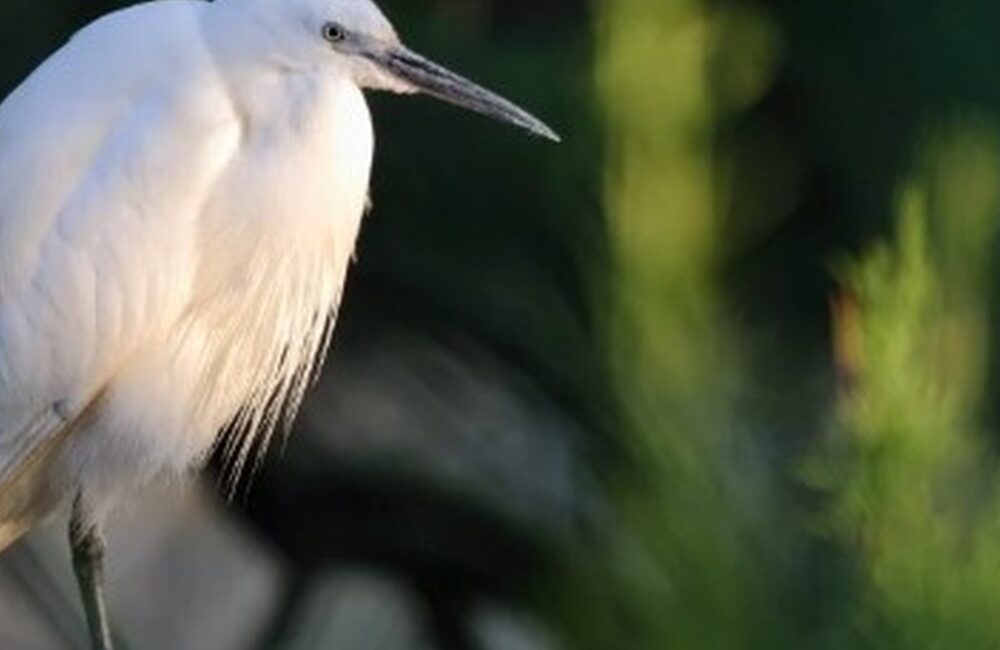Elevage et biodiversité avec les balades de Mag