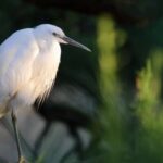 Elevage et biodiversité avec les balades de Mag