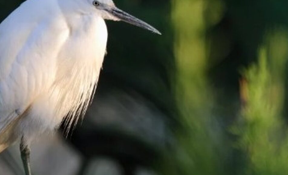Elevage et biodiversité avec les balades de Mag