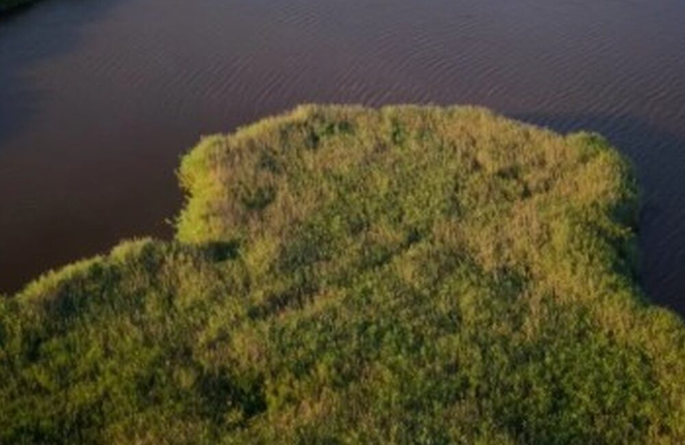 à l'écoute des oiseaux de la roselière et du butor étoilé