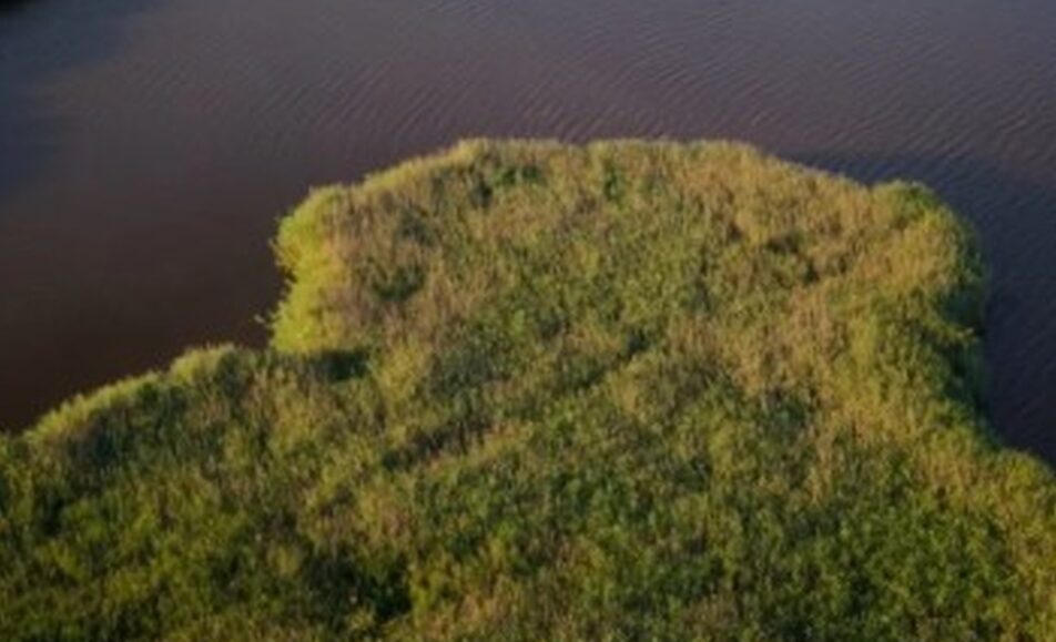 à l'écoute des oiseaux de la roselière et du butor étoilé