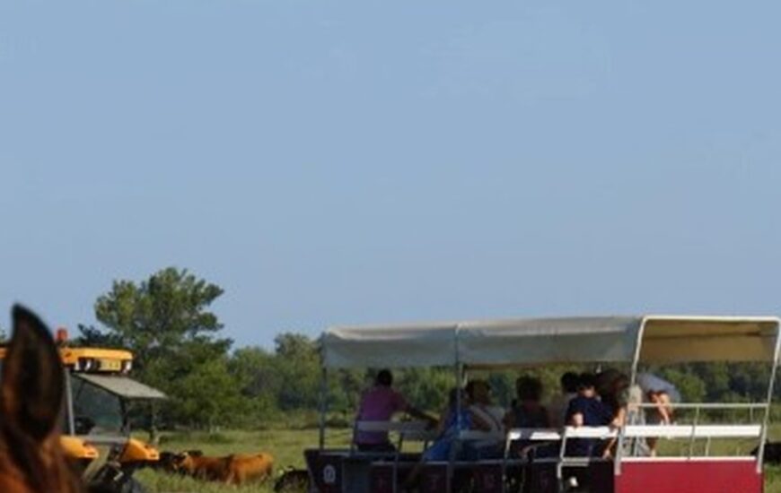 Visiter le Haras des Bruns au coeur d’une manade