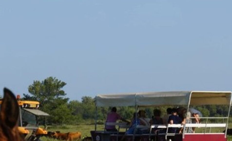 Visiter le Haras des Bruns au coeur d’une manade