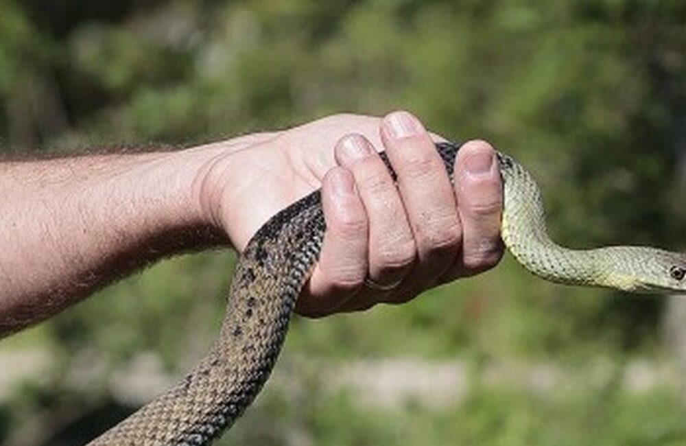 Sur la piste des serpents au Vigueirat