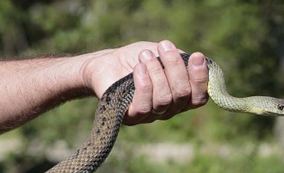 Sur la piste des serpents au Vigueirat