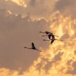 Lever du soleil dans le choeur de l'aube