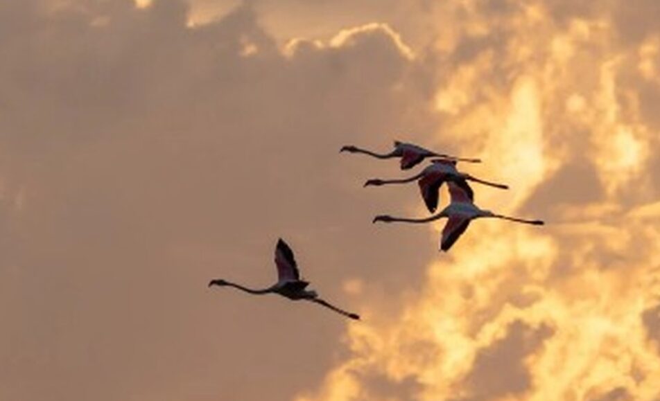 Lever du soleil dans le choeur de l'aube