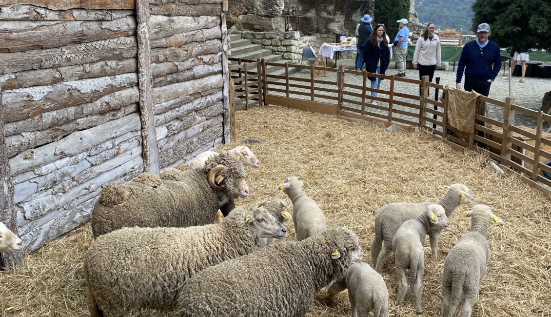 Pastoralisme d’aujourd’hui