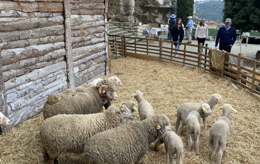 Pastoralisme d’aujourd’hui