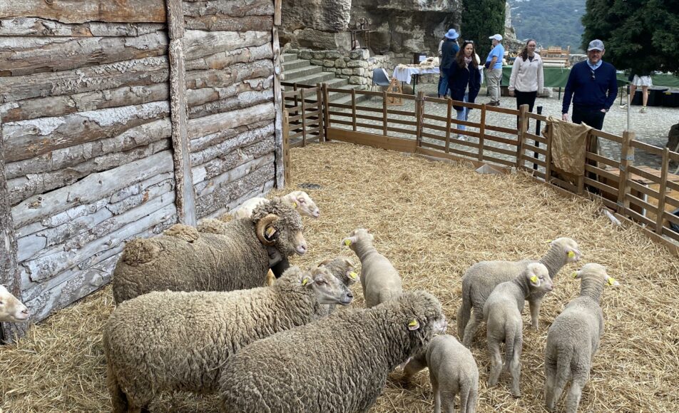 Pastoralisme d’aujourd’hui