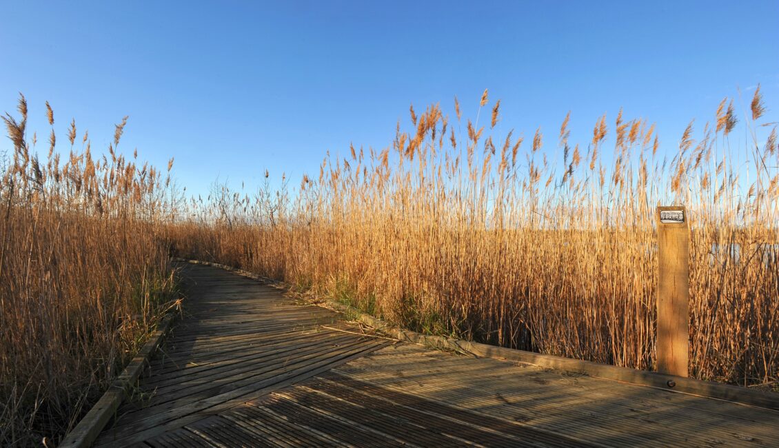 Balade apprenante au Marais du Vigueirat
