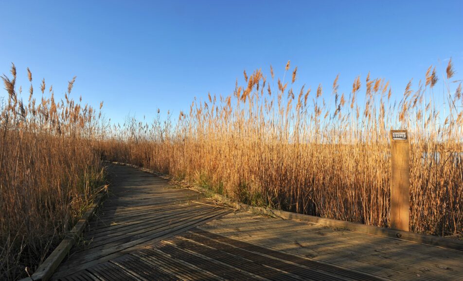 Balade apprenante au Marais du Vigueirat