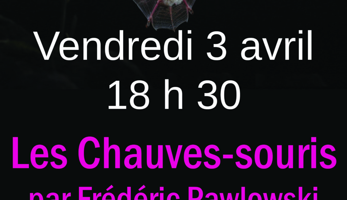 Conférence "Les chauves-souris"