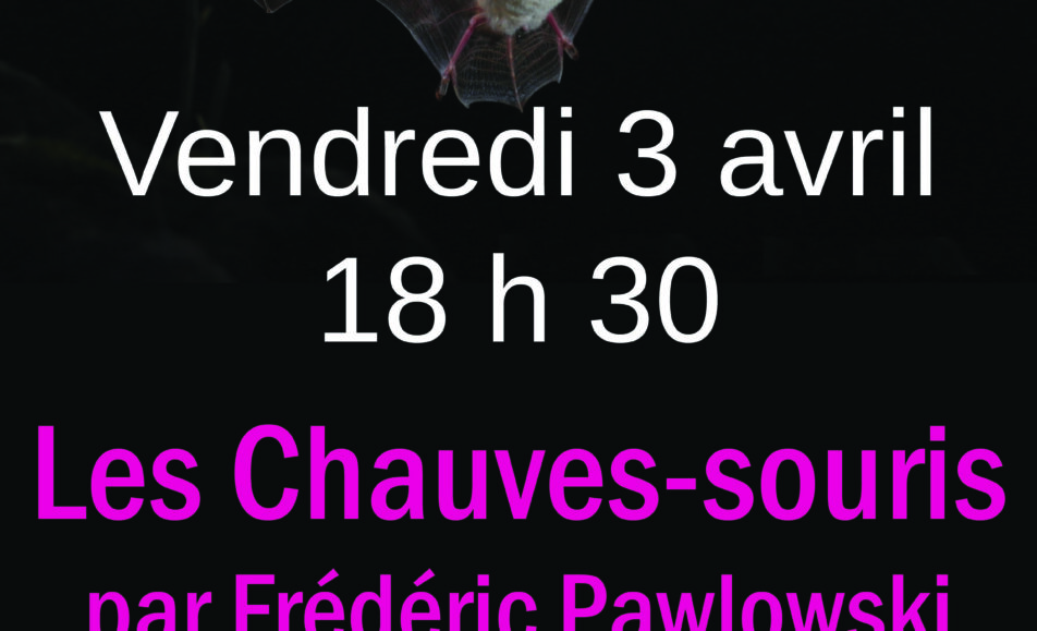 Conférence "Les chauves-souris"