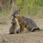 Le renard qui a sauvé son île