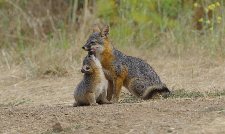 Le renard qui a sauvé son île