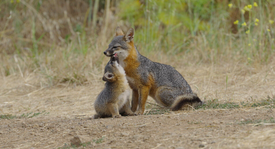 Le renard qui a sauvé son île