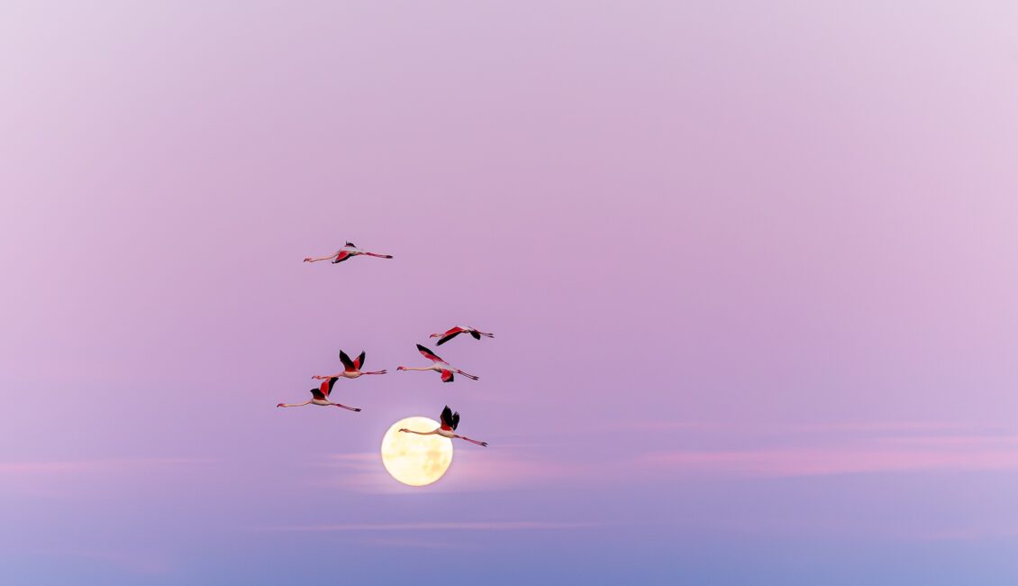 18e Édition - Festival de la Camargue