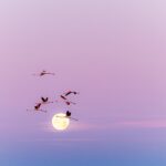 18e Édition - Festival de la Camargue