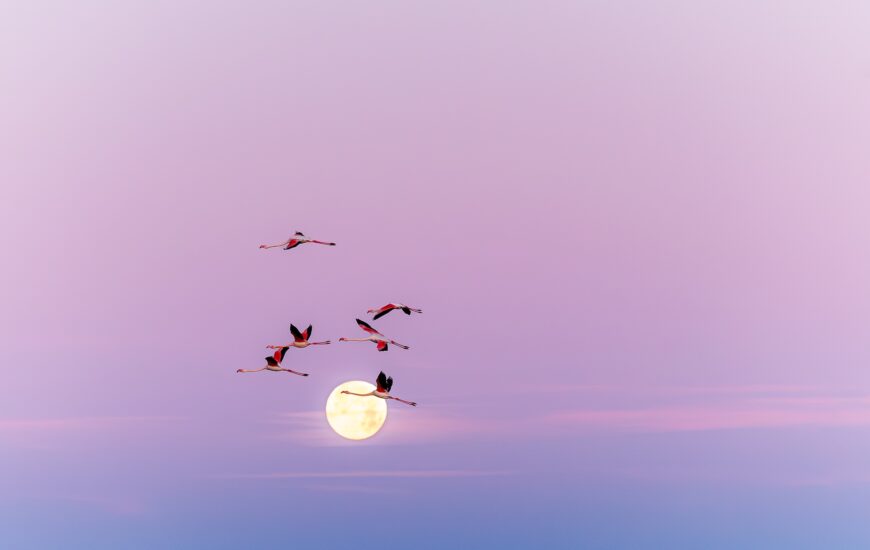 18e Édition - Festival de la Camargue