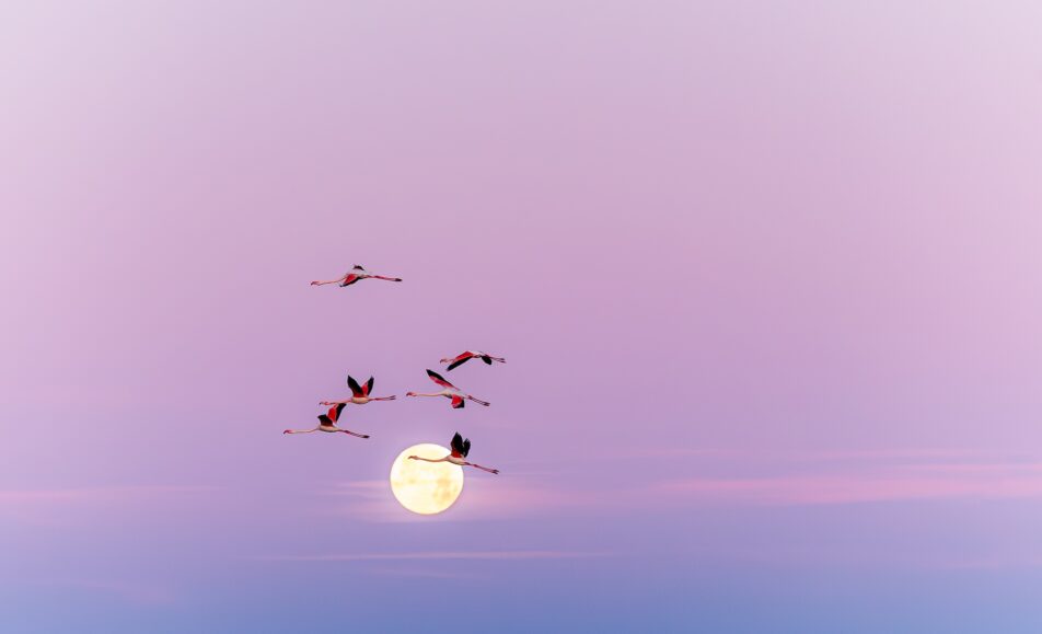 18e Édition - Festival de la Camargue