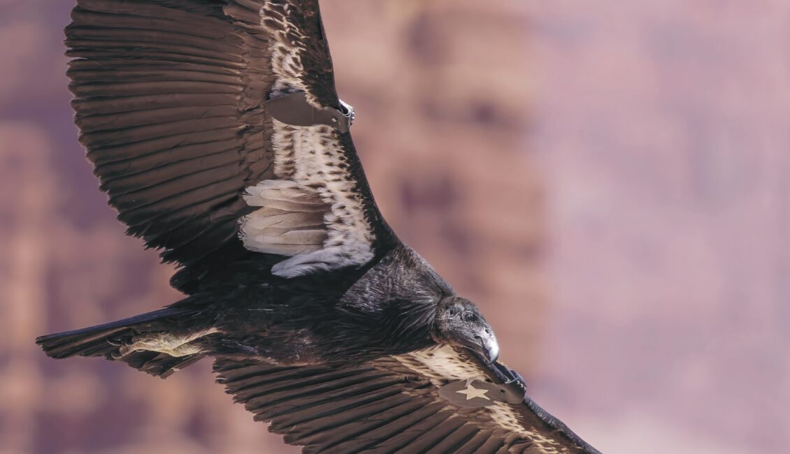 Exposition « Ouest Aride »