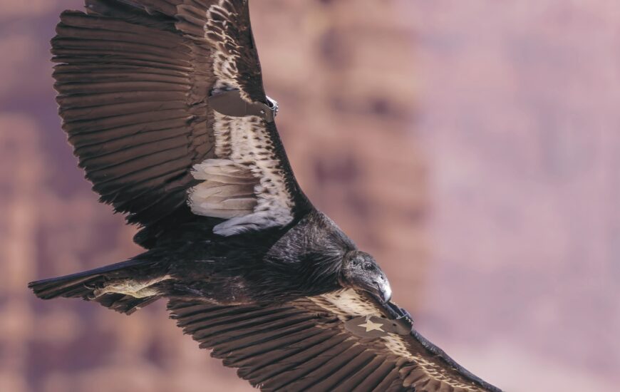 Exposition « Ouest Aride »