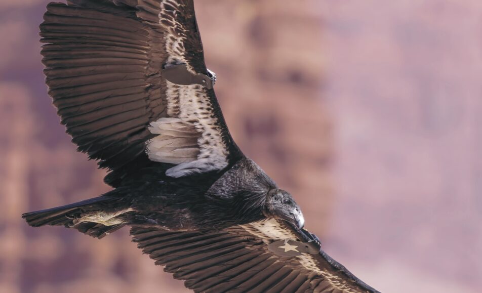 Exposition « Ouest Aride »