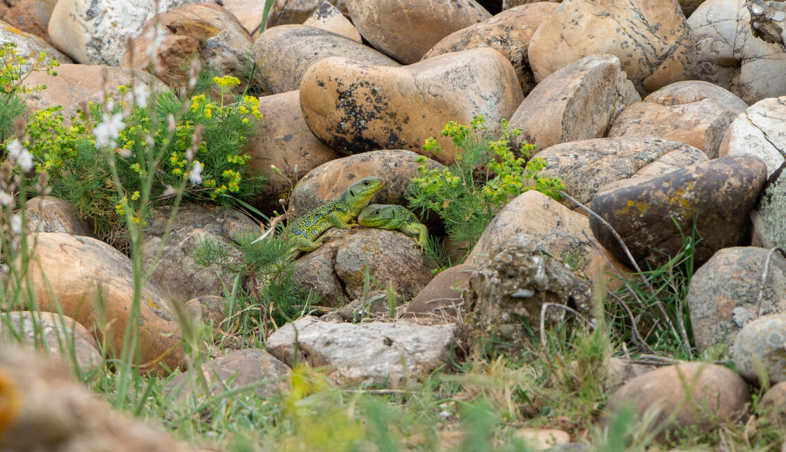 À la recherche du Lézard ocellé