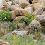 À la recherche du Lézard ocellé