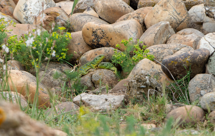 À la recherche du Lézard ocellé