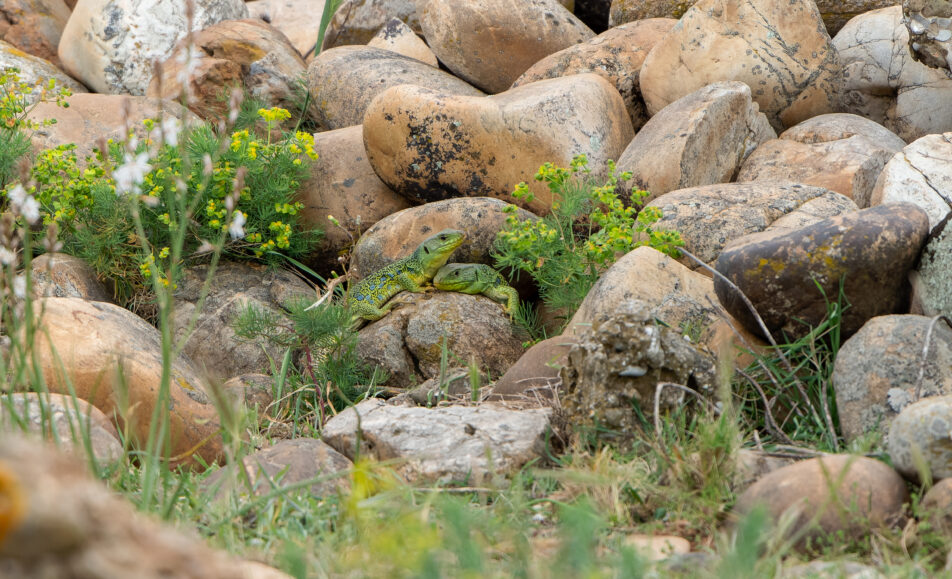 À la recherche du Lézard ocellé