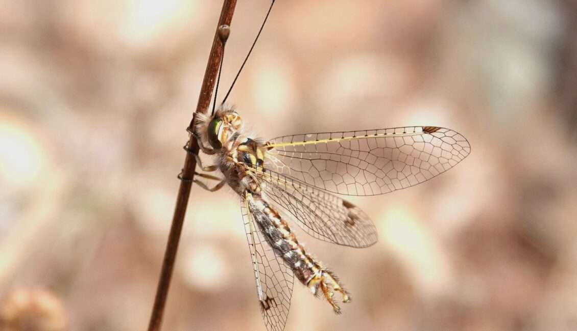Les insectes du coussoul