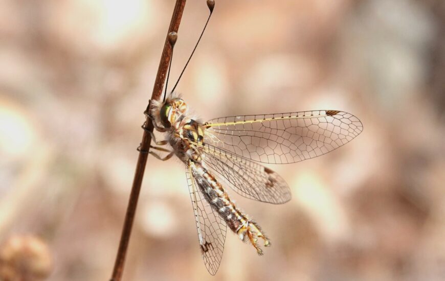 Les insectes du coussoul
