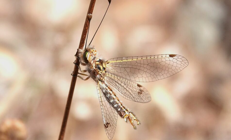 Les insectes du coussoul