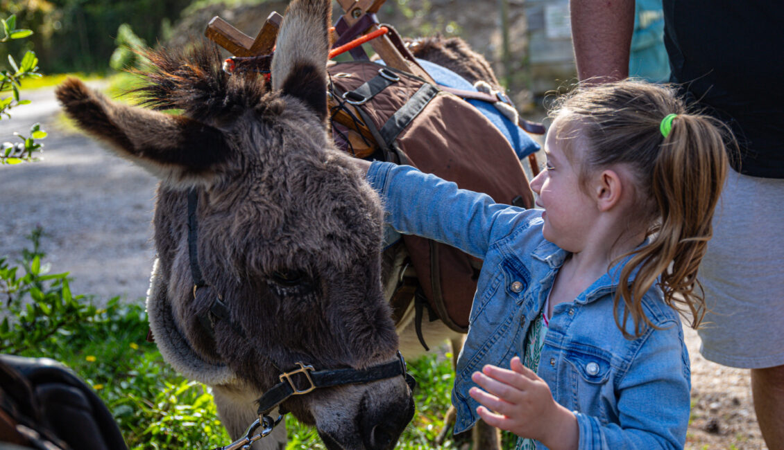 Balade en compagnie  des petits ânes : Autour de Saint Gabriel