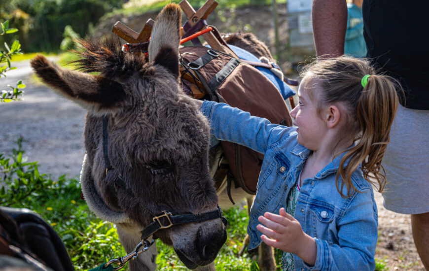 Balade en compagnie  des petits ânes : Autour de Saint Gabriel