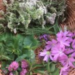 Sortie nature : Les bonnes mauvaises herbes