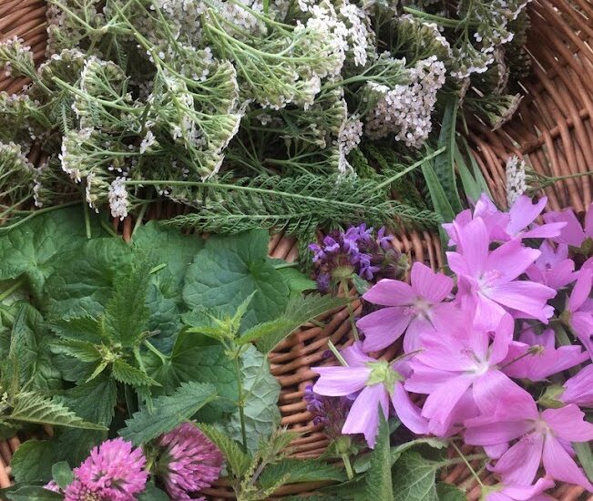 Sortie nature : Les bonnes mauvaises herbes