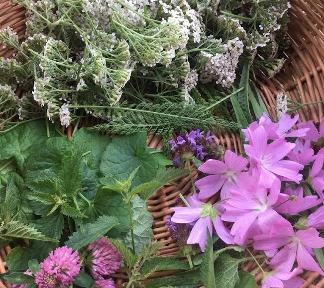 Sortie nature : Les bonnes mauvaises herbes