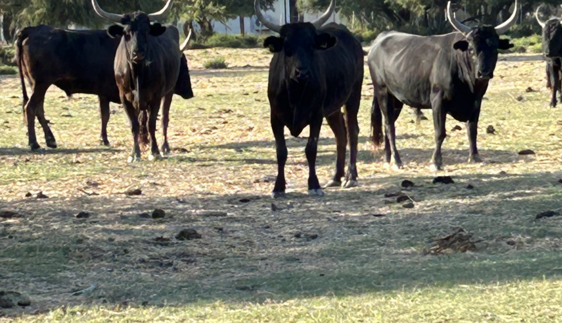 La visite de la manade Allard