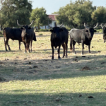 La visite de la manade Allard